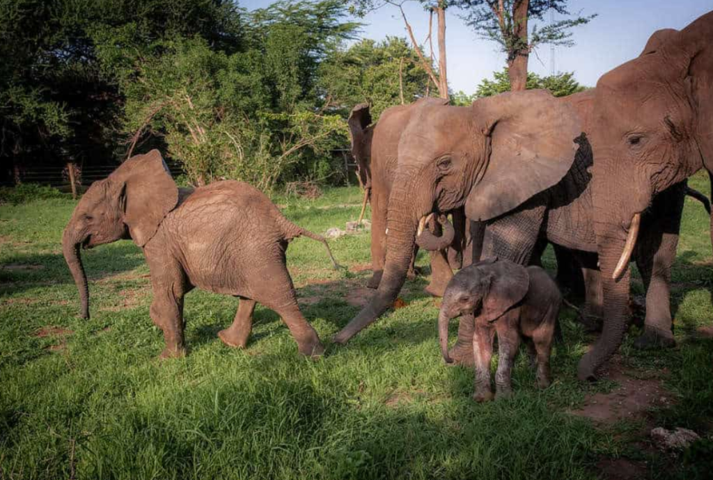 Heartbroken Pup Storm Awaits Her Forever Home After Remarkable Transformation