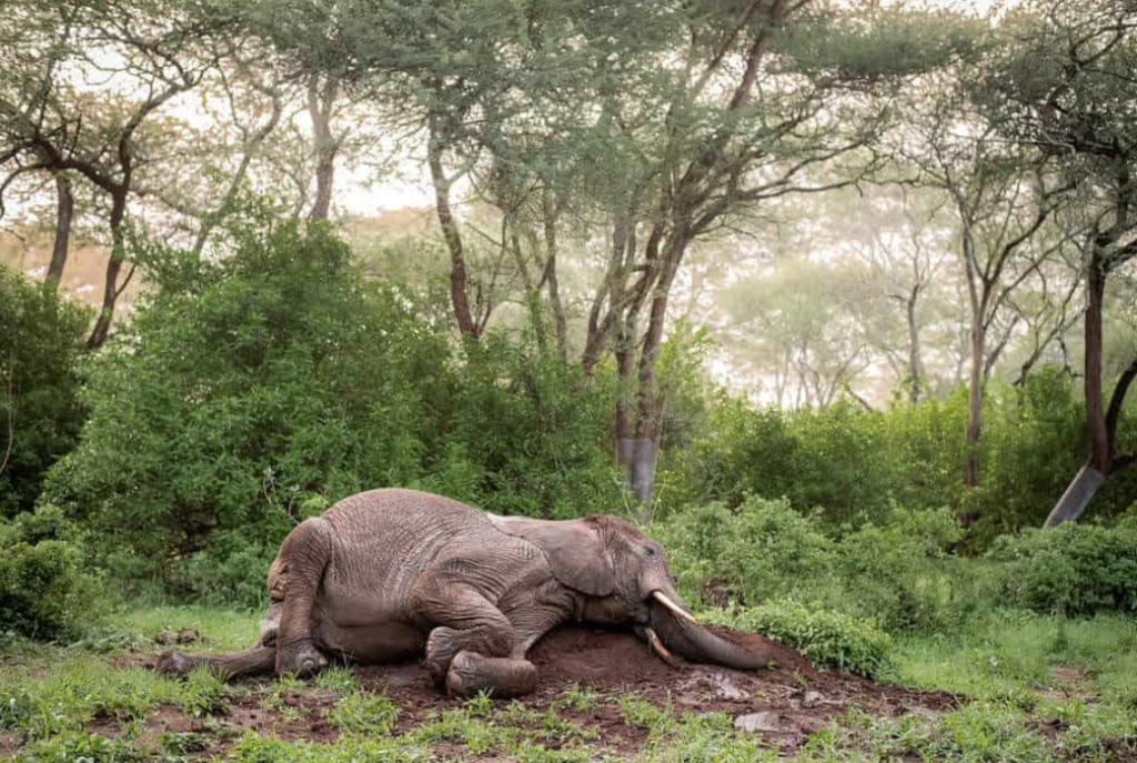 Welcome to the World, Lenny! A Joyful New Arrival in Kibwezi Forest
